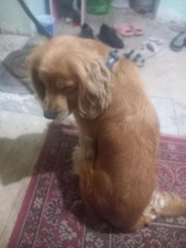 golden retriever qiymet: Dişi, Cütləşmə üçün, Ünvandan götürmə — 4