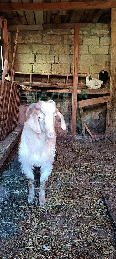 qala cinsi qoyun satilir: Erkək, Zanen, il: 2, 50 kq, Damazlıq — 6