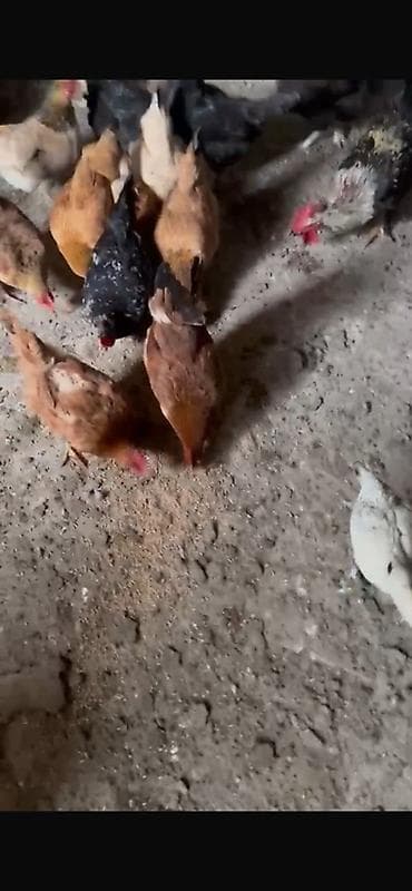 Другие с/х животные: Qarışıq yerli toyuq 14 ədəd toyuğ 4 ədəd xoruzdu hamsıda super — 4