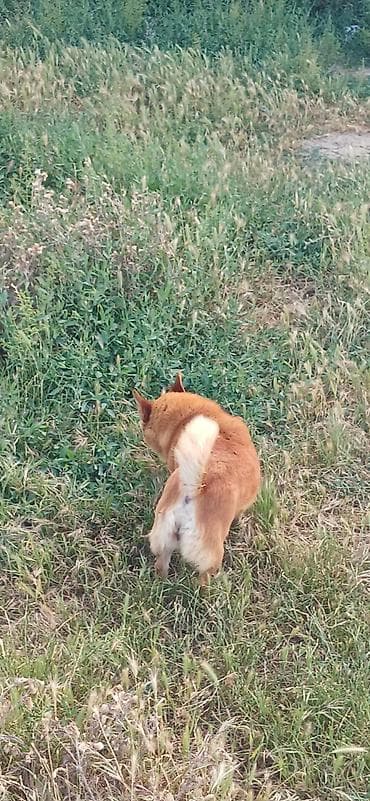 maine coon pişik: Çixuahua, 1 il, Dişi, Peyvəndli — 3