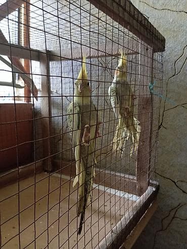 Попугаи: Korella Tam Saglam 5 Aylig Erkey Disi Aktif Quslardi Oynamagi Sevirler — 2
