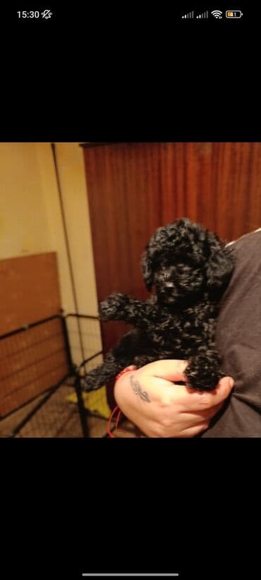 chappi it yemi: Pudel, 2 ay, Dişi, Peyvəndli, Ödənişli çatdırılma — 3