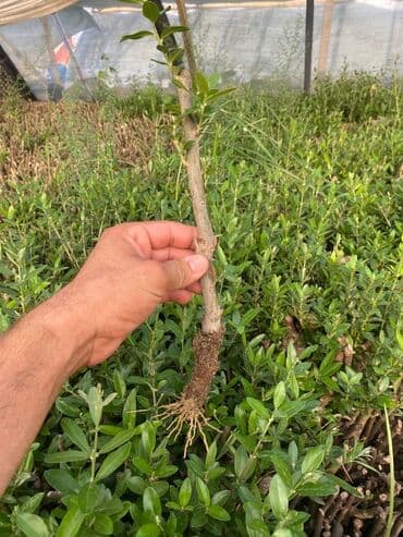 gobelek toxumu satilir: Zeytun Tingi — 2