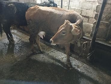 şvis inək: Salam gördüyünüz bu düyə birinci qarını dogub 20 gunluy Erkey balası — 3