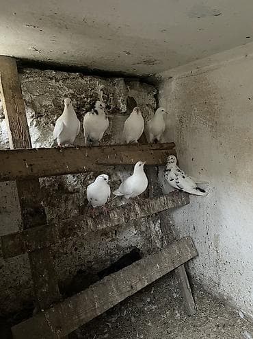 Quşlar: 7 dene quş qalıb kom 4 manatdan — 2