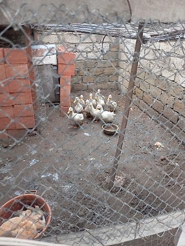 Satılır: ağ rəngli ördəklər (qrup halında) - Növ: evdə bəslənmiş ağ