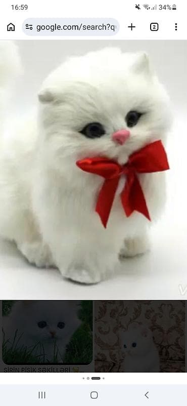 toyuq eti: Pişiklərinizi bizə əmanət edəbilərsiz neçə müddət isdəsəz pişiklərə — 1