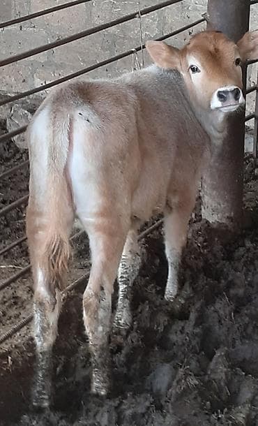 K/t heyvanları və malları: Dişi, Simental, il: 3, 300 kq, Damazlıq, Ödənişli çatdırılma — 3