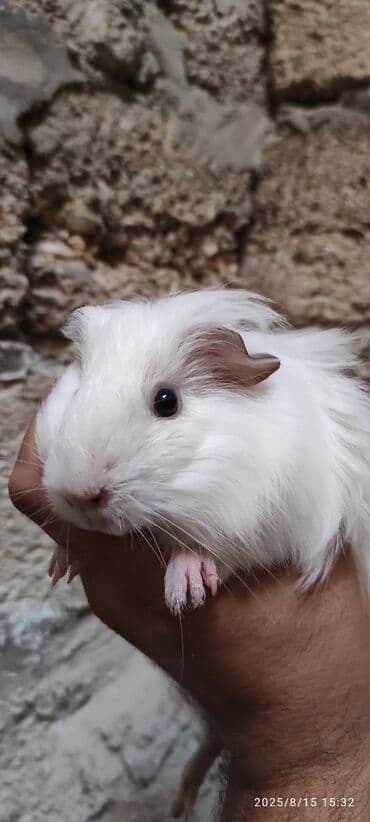 su donuzu: Ağ rəngli pambıq kimi yumşaq dəniz donuzu, qara gözləri və çəhrayı — 4