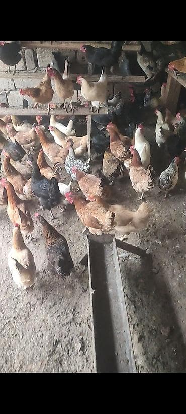 yemler: Tam təbii Kənd toyuqlari 11 aylıqdir Yumurtuyilllar Təsvir: - Həyət — 4