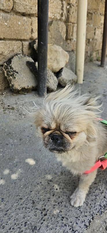 İtlər: Pekines, 1 il, Dişi, Pulsuz çatdırılma — 9