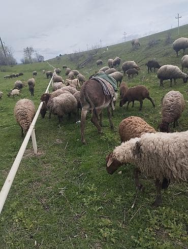 heyvan per page 40: Qoyun eşşeydi - Güclü və dözümlü işlək heyvan - Otlaq və dağlıq — 2