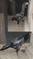 zvanok it satilir: Heyratı 4-ay yarımlıq iksidə daş pipikdi cütü 100-manat qiymət sondu — 1