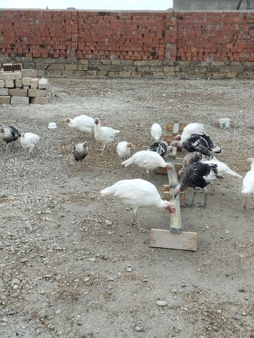 cins ineklerin satisi 2019: Dişi, Damazlıq — 3