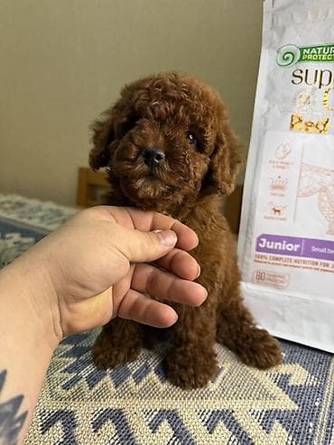 it xaski: Kore poodle red brown. Tam saglam. Disi bala ! Sekillerde realdi ! — 2