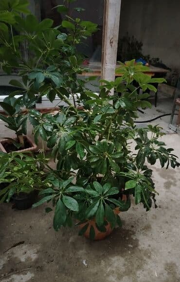 Bitki: Schefflera (Şeflera, “çətrə” bitkisi) Saxlama yeri