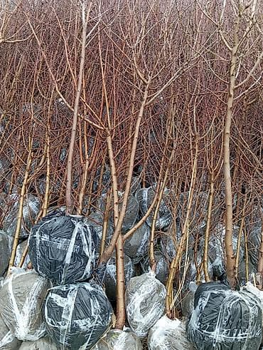 ucuz əşyalar: Satılır: söyüd fidanları (qamışvari sürətli böyüyən dekorativ ağac) - — 6