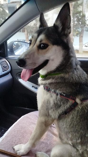 Sağlamlıq və gözəllik: Sabiblendirilir emin ellere — 1