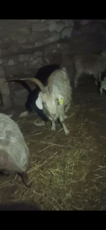 Akvariumlar: Qoyun-keçi sürüsü satılır - Növ: Keçi (erkək və dişi fərdlər görünür) — 3