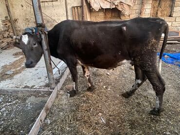 Inəklər, öküzlər: Bakı malıdı tovle malıdı keskılıkdı — 1