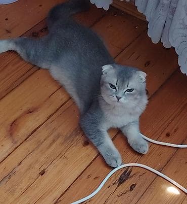 Digər kənd təsərrüfatı heyvanları: Çox mehriban, insanlara tez öyrəşən və oynağan baladır. Tam sağlamdır — 1