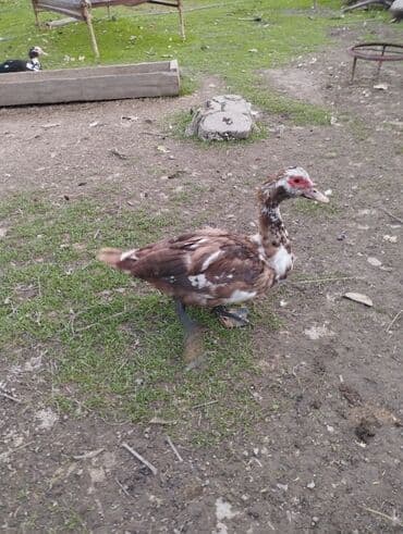 Muscovy ördəkləri (hind ördəyi) – müxtəlif rənglərdə - Rənglər