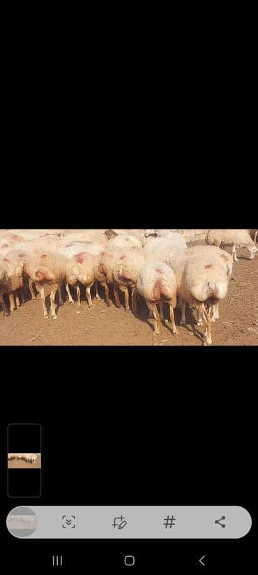 bakida cins ineklerin satisi: Satlır — 15