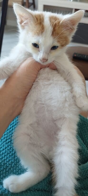 munchkin pişik: Котенок, 1.5 месяца, мальчик, глаза голубые, белый с рыжими — 4