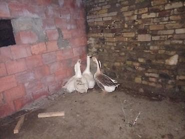 Digər heyvanlar: Salam qazdar satılır 2erkek3disidi super heyvanlardi — 3