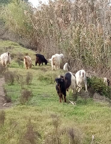 balasına süd verməyən qoyun nə adlanır: Mal-qara: Keçilər sürüsü Təsvir: - Şəkildə müxtəlif rəngli (ağ, qara — 2