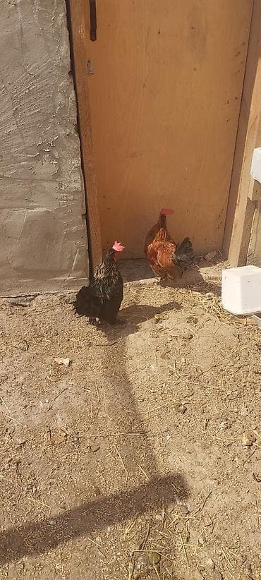 Ünvan:Yaşıldərə Yaşayış Massivi Sumqayıt Bu qiymətə əla lalafo.az -da Ünvan:Yaşıldərə Yaşayış Massivi Sumqayıt Bu qiymətə əla