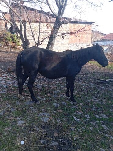 Dişi, il: 4, Ünvandan götürmə