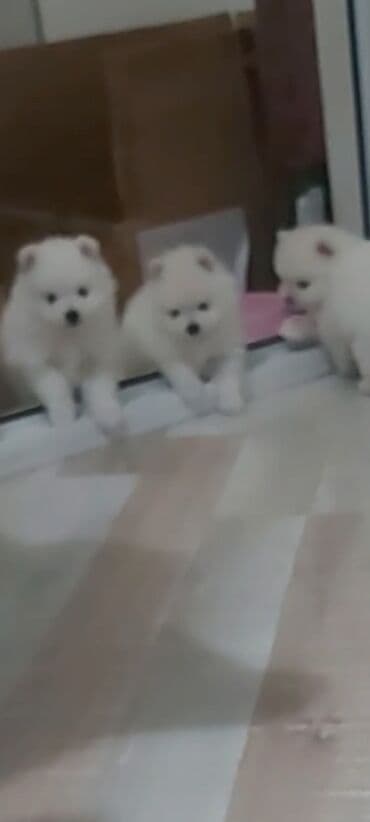 coban iti satiram: Şpitz, 1 ay, Erkek — 8