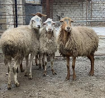 Boğaz Qoyunlar satılır 4 başdı yelin buraxıblar vota vot qoyunlardı lalafo.az -da Boğaz Qoyunlar satılır 4 başdı yelin buraxıblar vota vot qoyunlardı