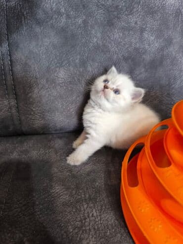 сколько стоит котенок: Британская — 15