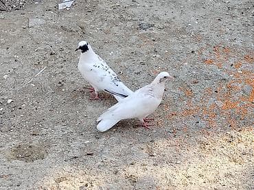 pitbull bala: Salam tay balalar cutu 15manat unvan maşdaga 0516831165 vatsapda — 2