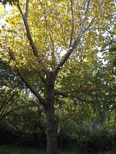 fatmayı torpaq: Kənd təsərrüfatı — 9