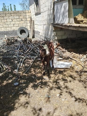 ereb ati satilir: Südlük keçi – qəhvəyi rəng, alnı və burnunda ağ ləkəli. Uzun sallaq — 5