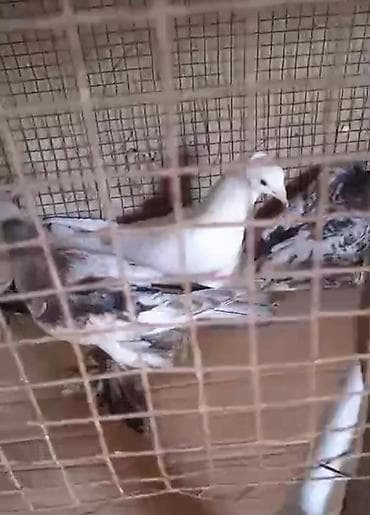 goyercin satışı: Dort eded iri lelekli qus satilir bir anadir iki bala olar kekilsizdir — 2