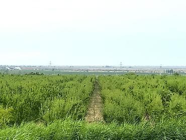 zanbaq: Badam bağı 8 yaşında. Şabranda 8 ha Badam bağı, ceşidi Feraduel və — 9