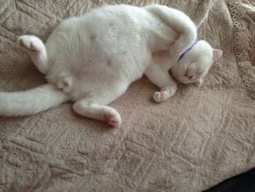 İtlər: Şotland yastı qulaq, Erkək — 3