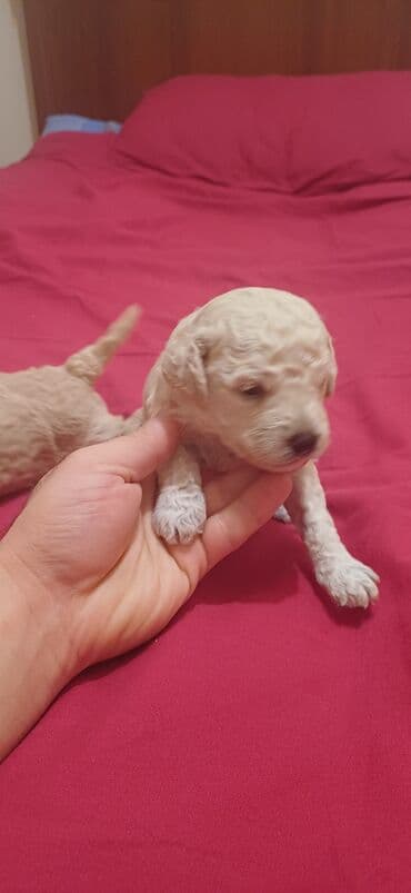 где купить собаку в баку: Пудель, Самка, С прививками, Платная доставка — 6
