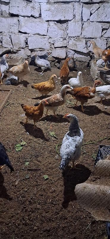 Məhsul: Yerli cins qarışıq cücələr TAM SAĞLAMDIR SAY 40 ƏDƏDDİ lalafo.az -da Məhsul: Yerli cins qarışıq cücələr TAM SAĞLAMDIR SAY 40 ƏDƏDDİ