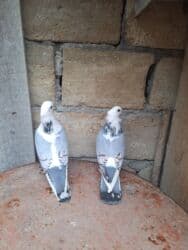 goyərcin şəkli: Hazır cüt hunkarlər — 2