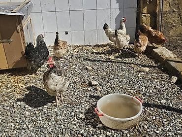 ördək balası və cücə: Toyuq, Yumurtalıq — 9