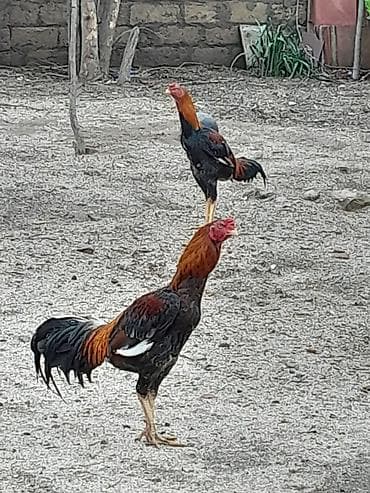 iri buynuzlu mal: Satılır: Karadeniz Turk xoruzu və feresi Safqanlı döyüş tipli — 2