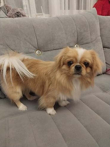 pekines it satisi: Pekines, 1 il, Erkek, Cütləşmə üçün, Pulsuz çatdırılma — 3
