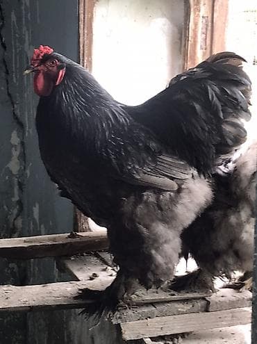 heleb kecileri satilir: Məhsul: Qara rəngli ət-yumurta istiqamətli toyuq cinsi (horozlar) — 2