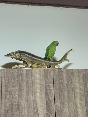 Ojerelya Arjelya Ajarelya Ojeralya Tutuquşu Yaşıl Pakıstan Tutuquşu lalafo.az -da Ojerelya Arjelya Ajarelya Ojeralya Tutuquşu Yaşıl Pakıstan Tutuquşu