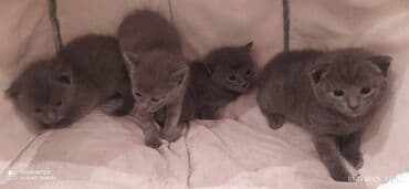 bala pişiklər: Britan, Erkək, Dişi — 2